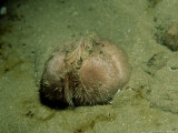 Sea Potato or Heart Urchin  North Wales  UK
