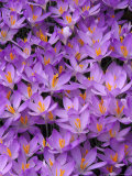 Crocus  Pattern in Flowers  KY