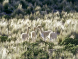 Vicuna  3 Week Old Babies Group Together  Peruvian Andes