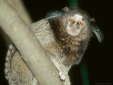 Black Tufted-Eared Marmoset  Barra Mansa  Brazil