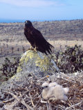 Galapagos Hawk  with Chick on Nest  Galapagos