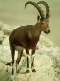 Nubian Ibex  Bahrain
