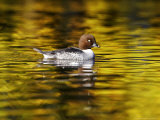 Goldeneye  Adult Female on Colourful Water with Autumn Reflections  Scotland