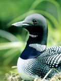 Common Loon on Nest  Quebec  Canada