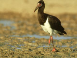 Abdims Stork  Kalahari Gemsbok National Park  South Africa