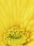 Close-up Pattern in Yellow Mum