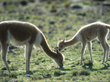 Vicuna  Mother with 3 Week Old Baby  Peruvian Andes