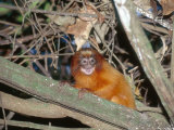 Golden Lion Tamarin  Free-Living Infant  Atlantic Rainforest  Brazil