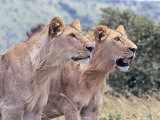 African Lions  Pointing  Kenya