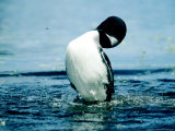 Common Loon  Bow-Jumping Posture  Quebec  Canada