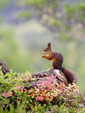 Red Squirrel  Adult Feeding on Hazelnut on Fallen Log in Forest in Autumn  Norway