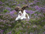 English Springer Spaniel  UK