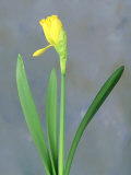 Daffodil Sequence