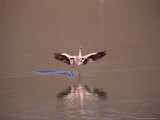 Jamess Flamingo  Landing in Saline Lake  Laguna Colorada  Bolivia