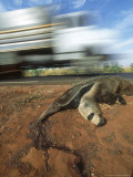 Giant Anteater  Road Kill Victim  Brazil
