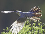 Cuckoo  Adult Male Taking-Off from Larch Branch  Scotland