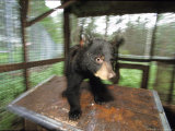 Black Bear  Cub  Amos  Canada