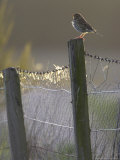 Song Thrush  Perched on Fence Post in Late Evening Light  Scotland