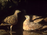 Burchells Sandgrouse  Soaking Breast Feathers  Sa