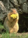 Columbian Ground Squirrel Eating Dandelion Jasper National Park  Canada