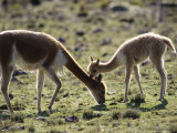 Vicuna  Mother with 3 Week Old Baby  Peruvian Andes