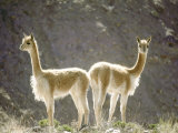 Vicuna  Wild High Andes Cameloid  Peru