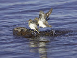 Common Sandpiper  Pair Preparing to Copulate  Scotland