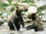 Grizzly Bears  Cubs Playing  Quebec  Canada