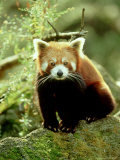 Red Panda  Ailurus Fulgens