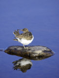 Common Sandpiper  Perched on Rock in Water  Scotland