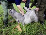 Elk  Huntsmen Preparing to Remove Guts of Freshly Killed Elk  Norway