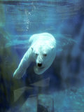 Polar Bear  Swimming Underwater  Quebec  Canada
