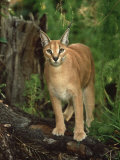 Caracal or African Lynx  Felis Caracal Native to Africa