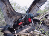 Great Frigate Bird  Frustrated Unpaired Males Fighting with a Mated Male  Galapagos