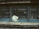 Arctic Fox in a Cage  Northeast Finland