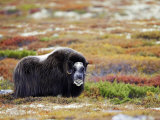 Musk Ox  Adult Female on Tundra in Autumn  Norway