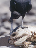 Black Vulture  Scavenging  Tambopata River  Peruvian Amazon