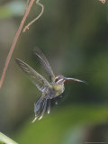 White-Whiskered Hermit Hummingbird  Maquipucuna Nature Reserve  Ecuador