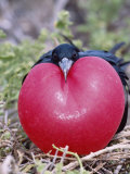 Great Frigate Bird  Male in Courtship Display  Genovesa Island  Galapagos