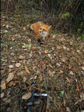Red Fox  Caught in a Snare  Quebec  Canada