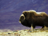 Musk Ox  Adult Male on Tundra in Autumn  Norway