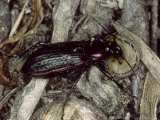 Ground Beetle  Eating Snail  Mallorca  Spain