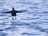 Common Coot  Running Away on Water  St Albans  UK