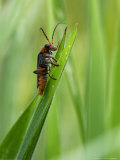 Soldier Beetle on Grass Stem  London  UK