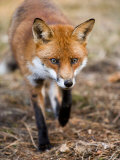 Red Fox  Fox Walking Head-On Through Pine Needles and Leaf Litter  Lancashire  UK