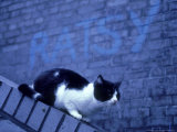 Feral Cat