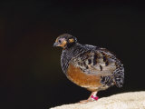 Chestnut-Bellied Hill Partridge  Zoo Animal