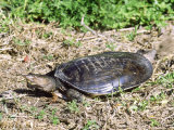 Florida Softshell Turtle  Digging Nest Hole  USA