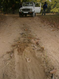 Bengal Tiger  Urine and Scrape Mark  Madhya Pradesh  India