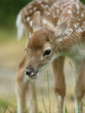 Fallow Deer  Portrait of Very Young Fawn  Sussex  UK